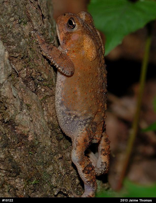 Eastern American Toad
