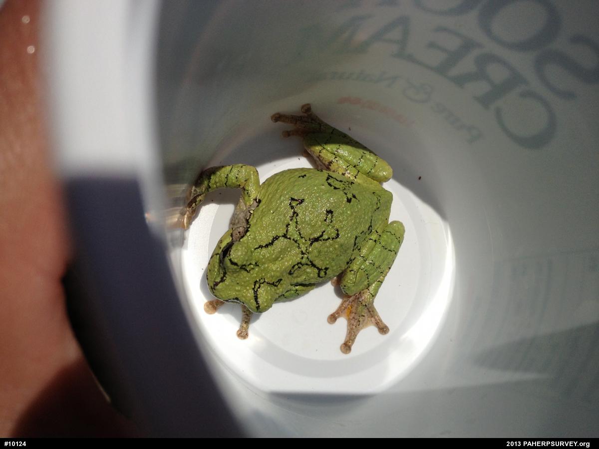 Unknown Gray Treefrog