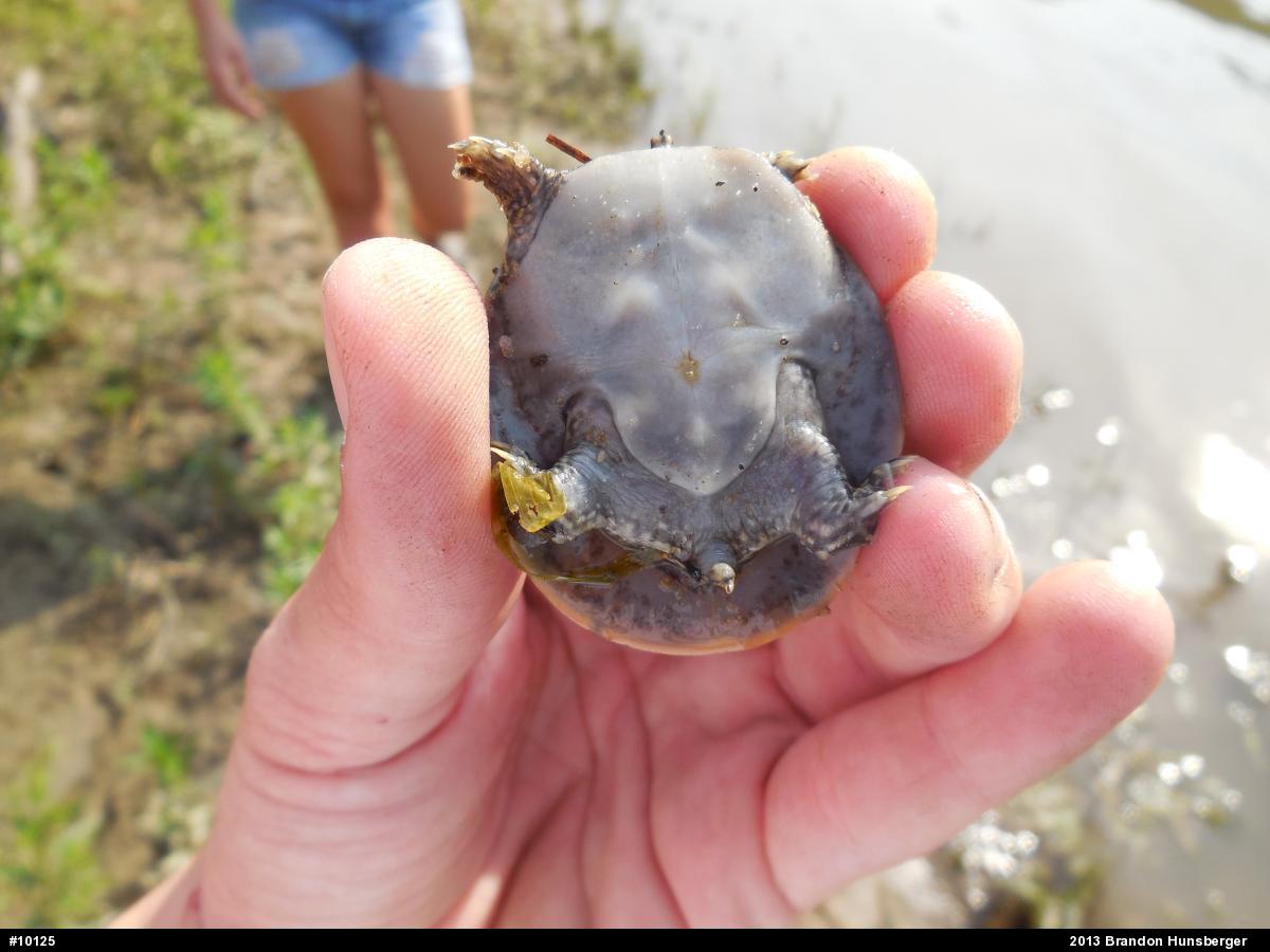 Eastern Spiny Softshell