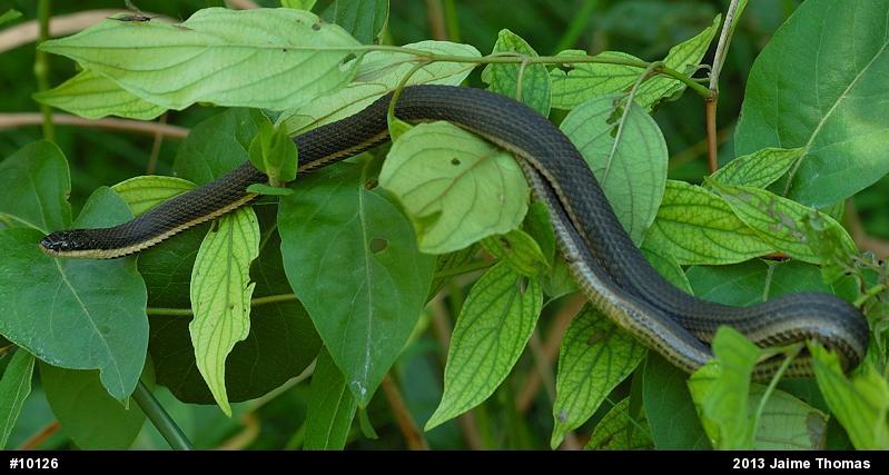 Queensnake