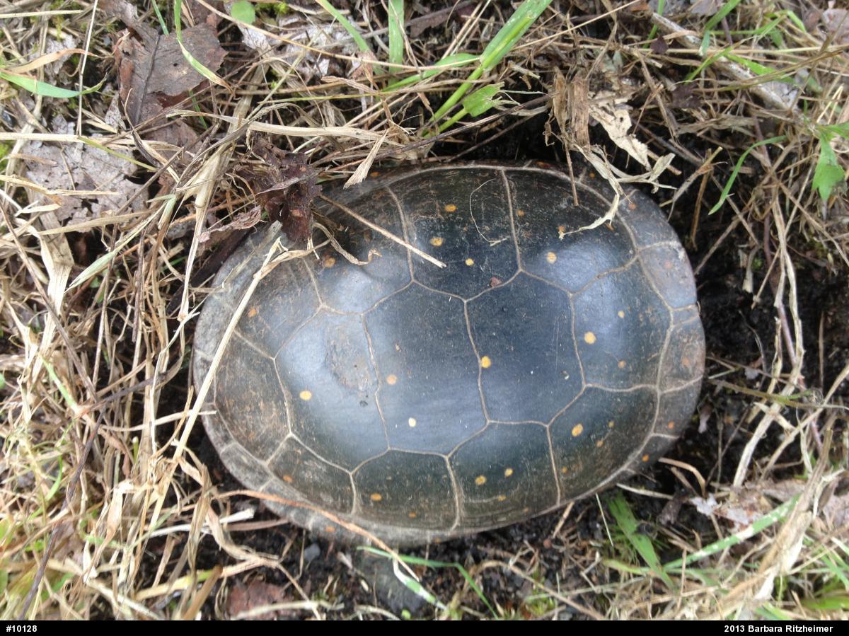 Spotted Turtle