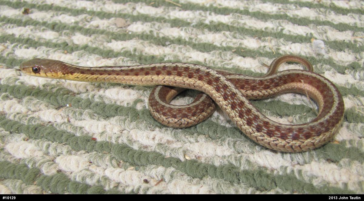 Eastern Gartersnake