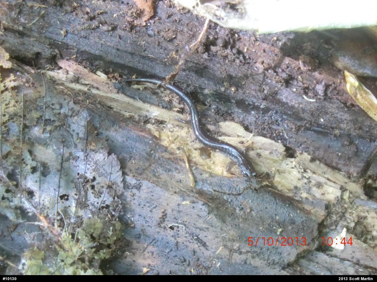 Eastern Red-backed  Salamander