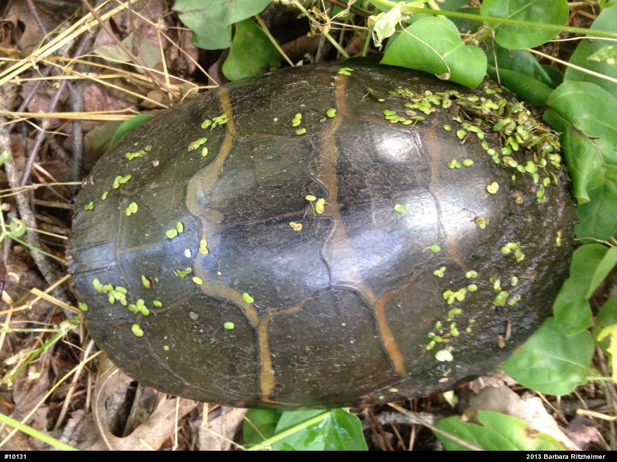 Painted Turtle