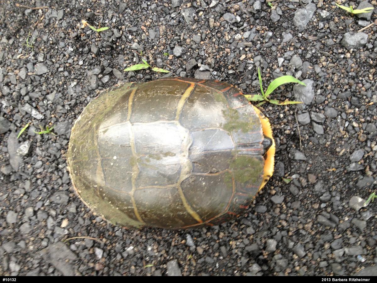 Painted Turtle