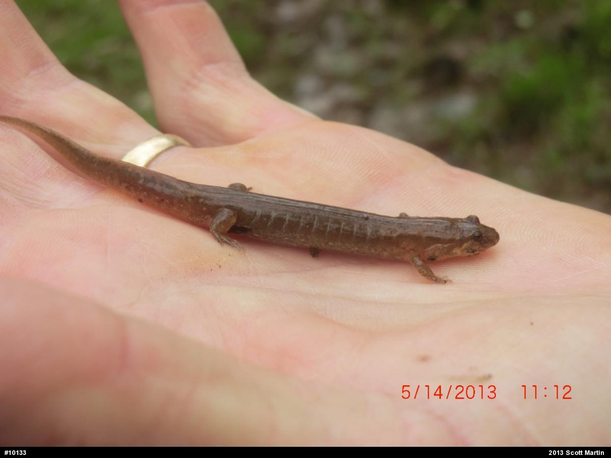 Northern Dusky Salamander