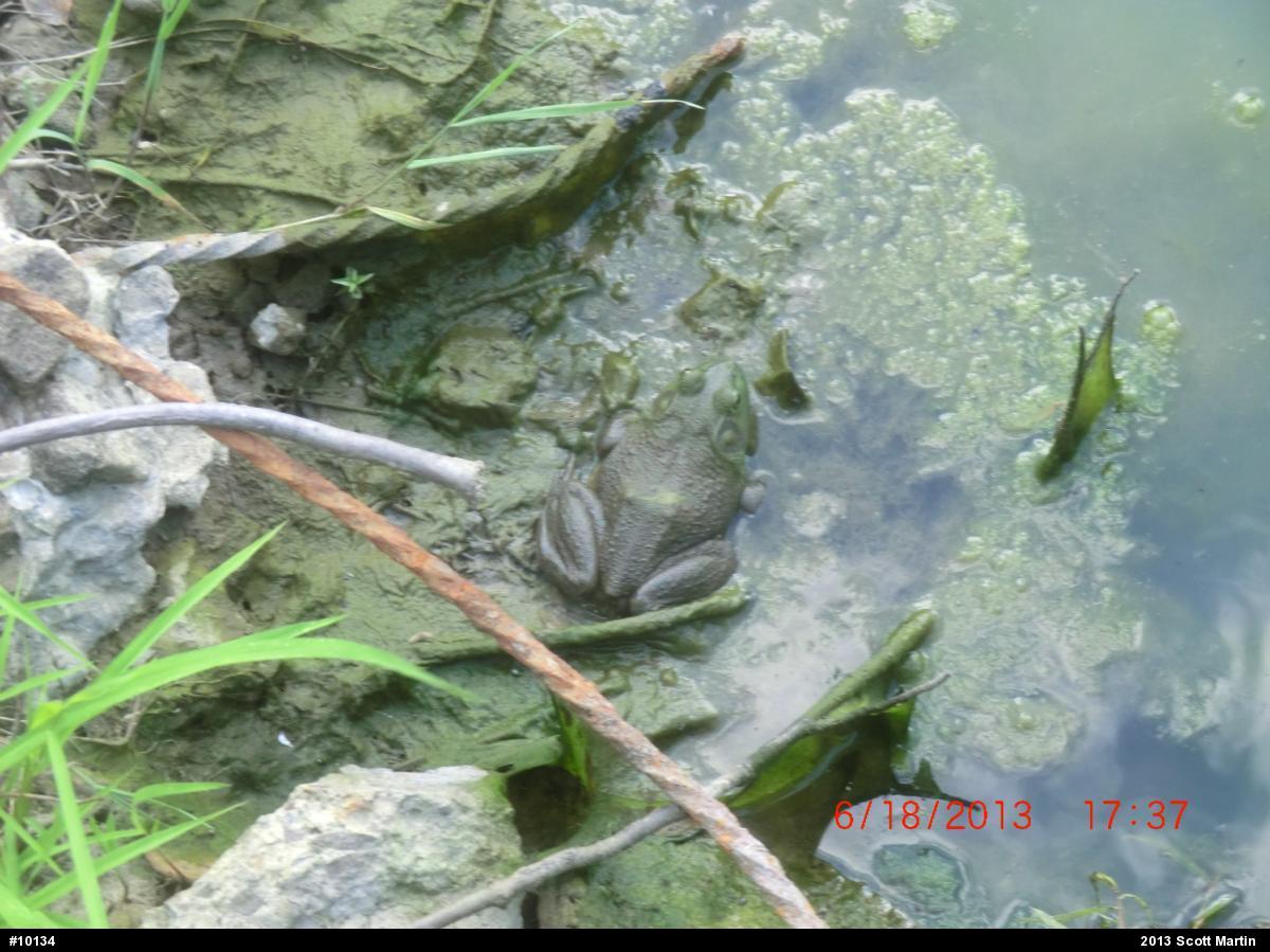American Bullfrog
