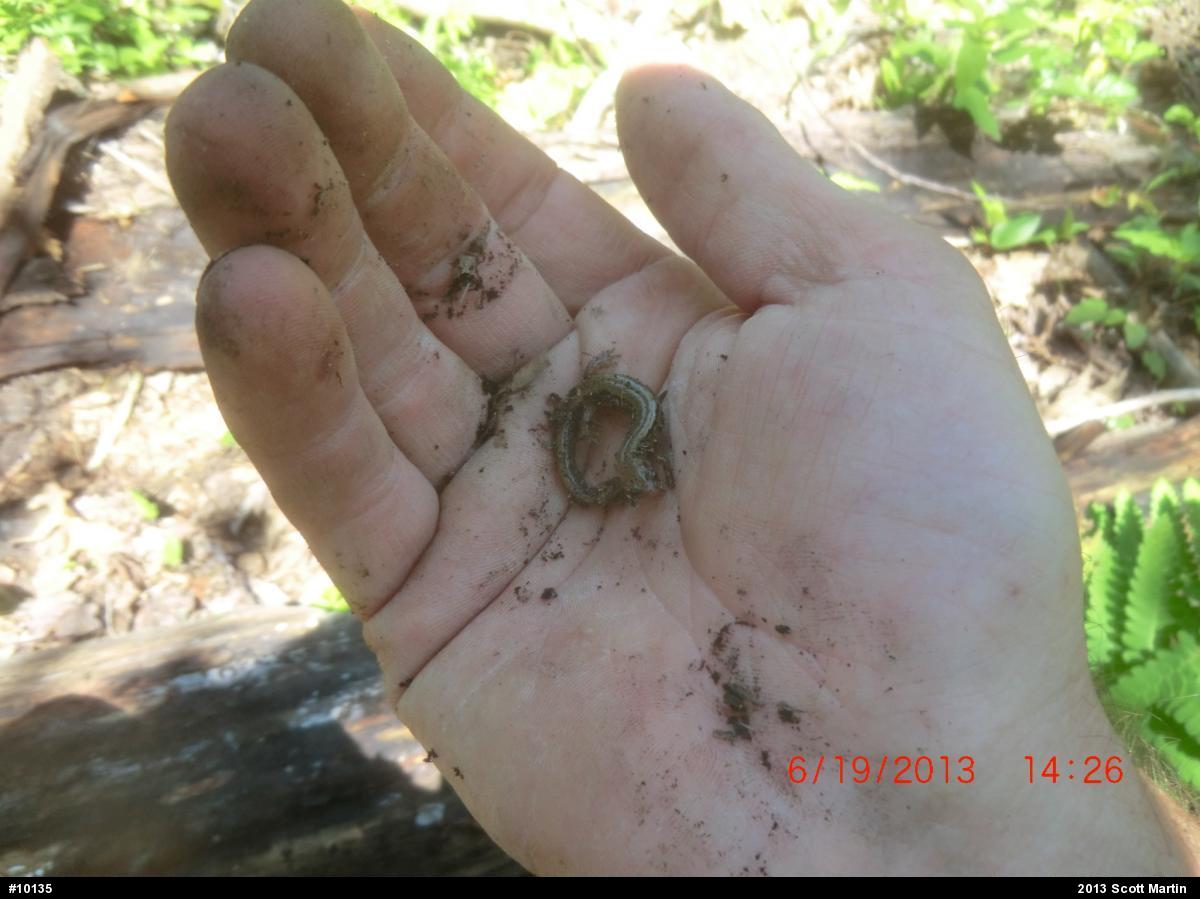 Allegheny Mountain Dusky Salamander