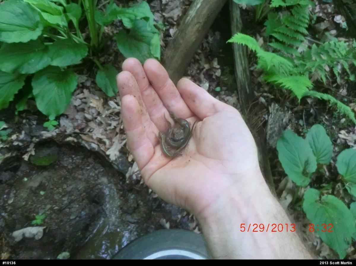 Northern Two-lined Salamander