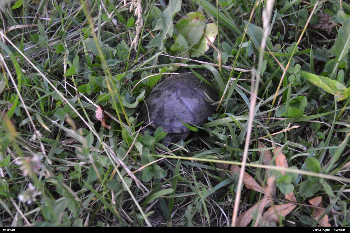 Eastern Musk Turtle