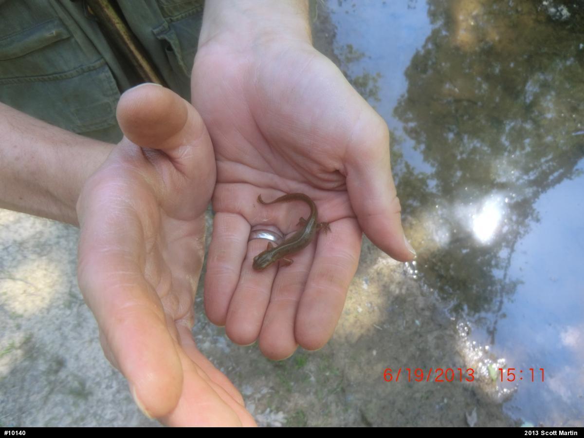 Red-spotted Newt
