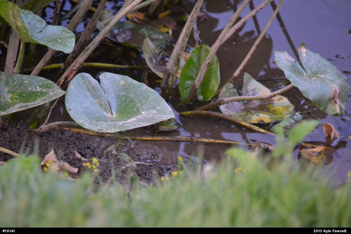 American Bullfrog