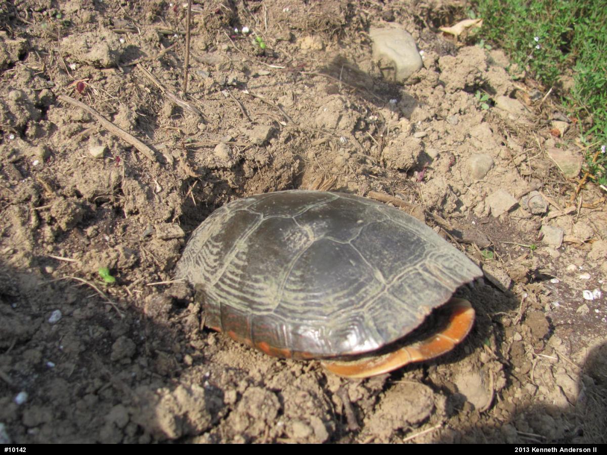 Midland Painted Turtle