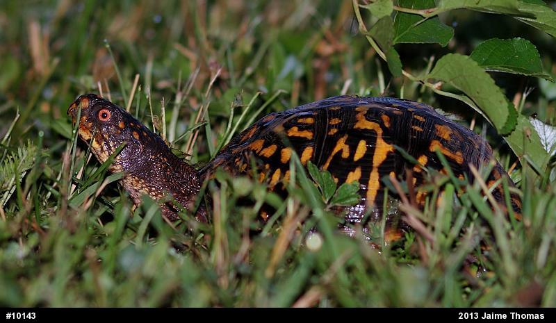 Eastern Box Turtle
