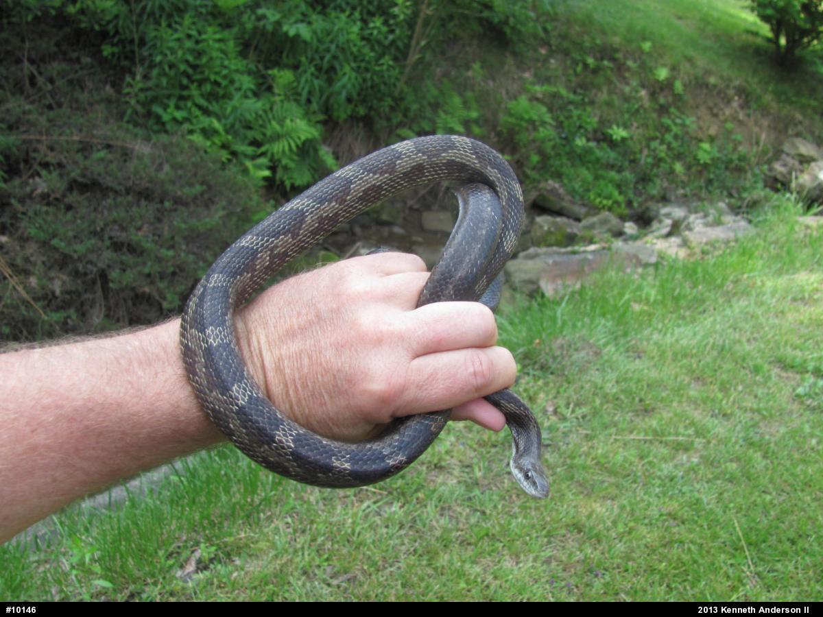 Eastern Ratsnake