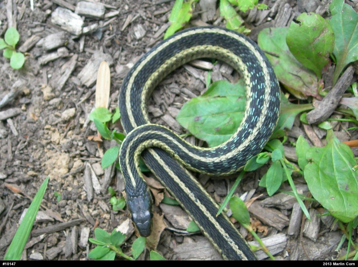 Eastern Gartersnake