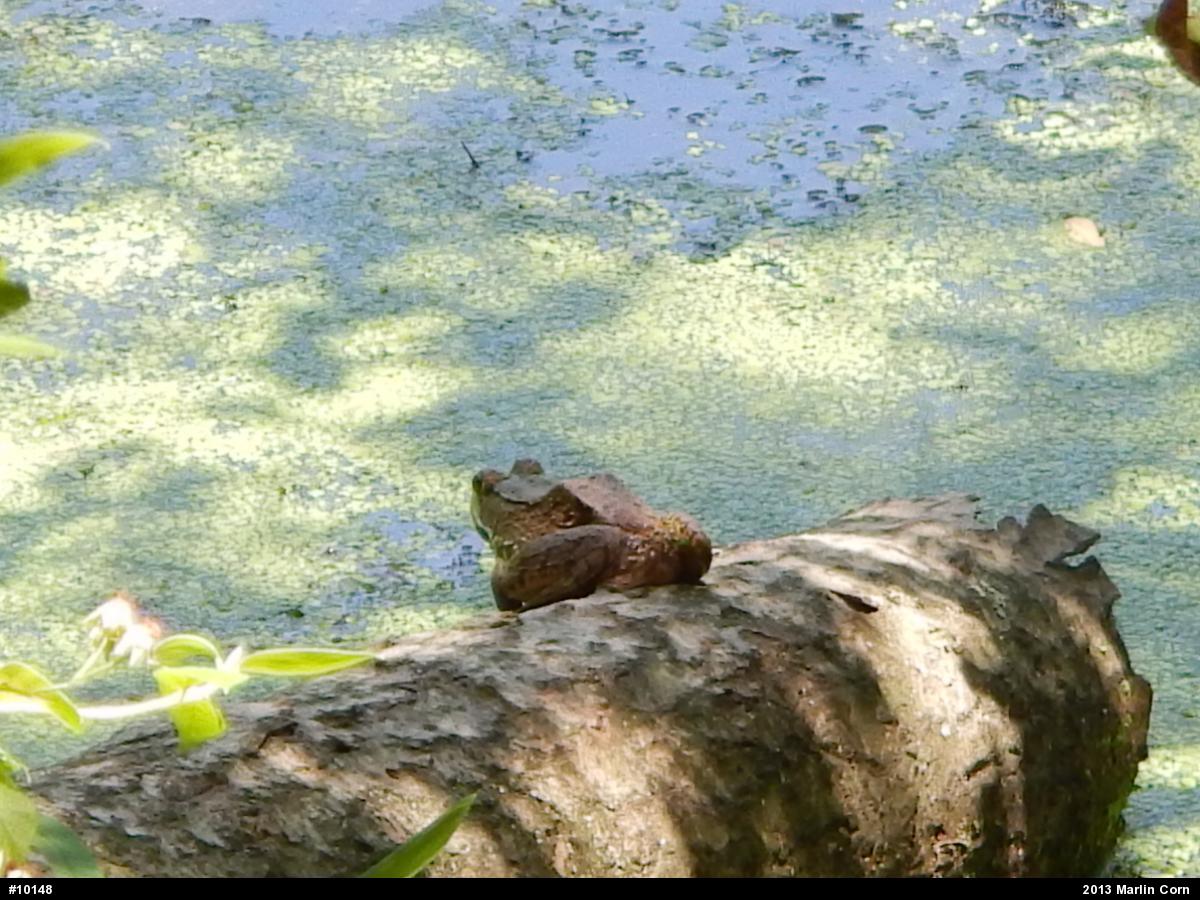 Green Frog