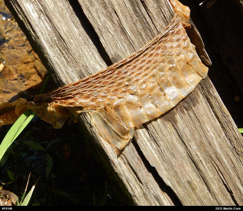Northern Watersnake