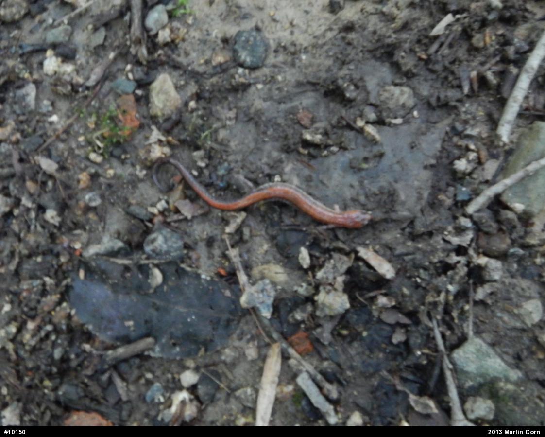 Eastern Red-backed  Salamander