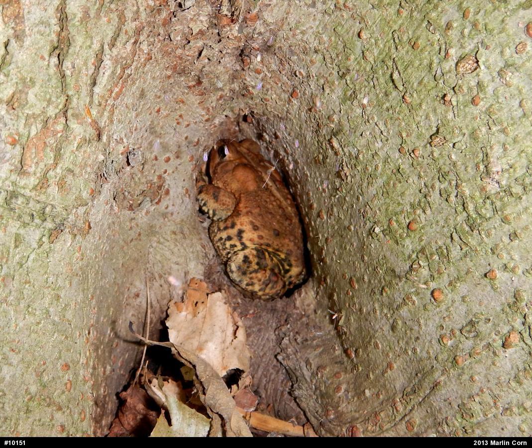 Eastern American Toad