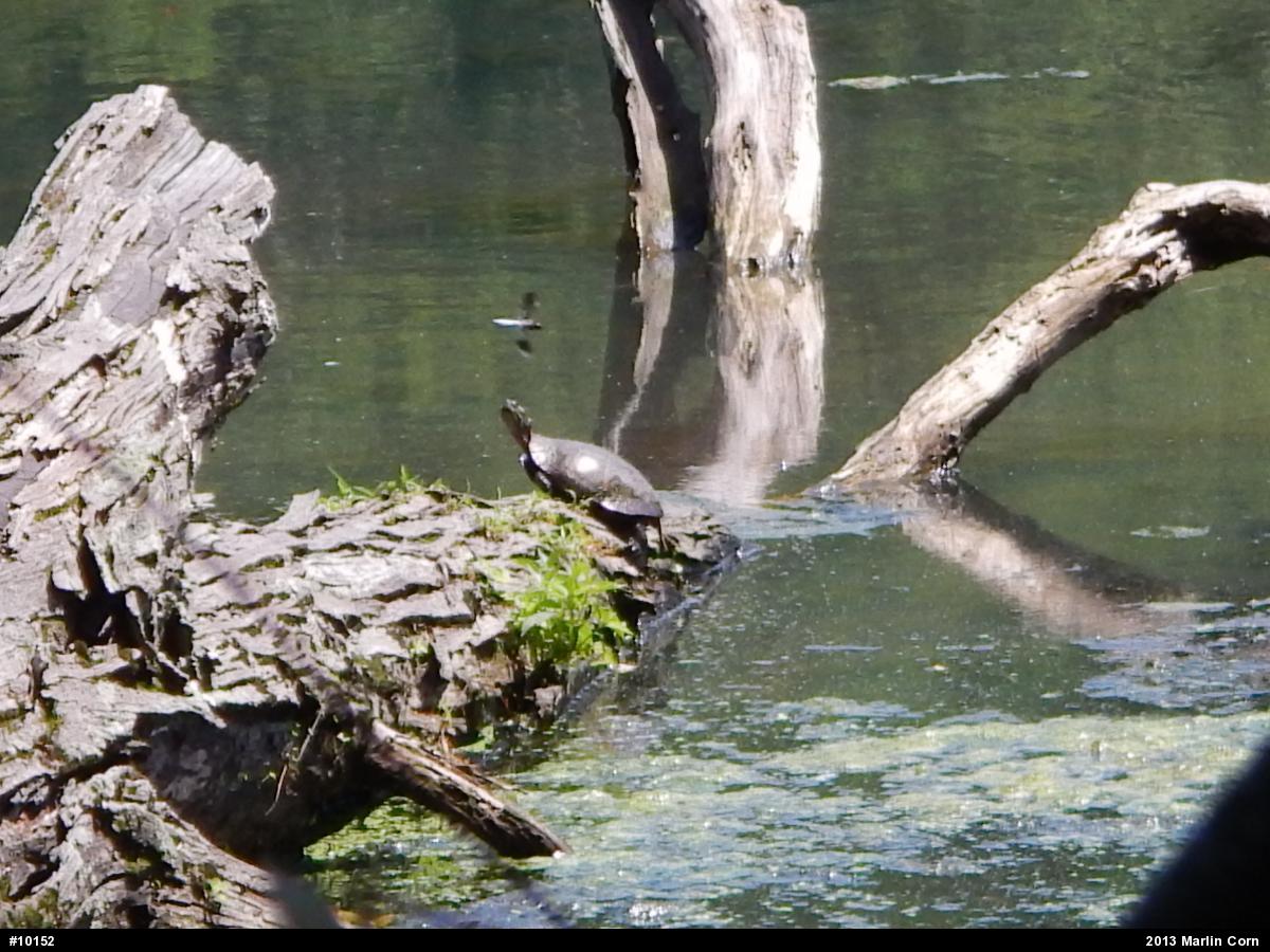 Painted Turtle