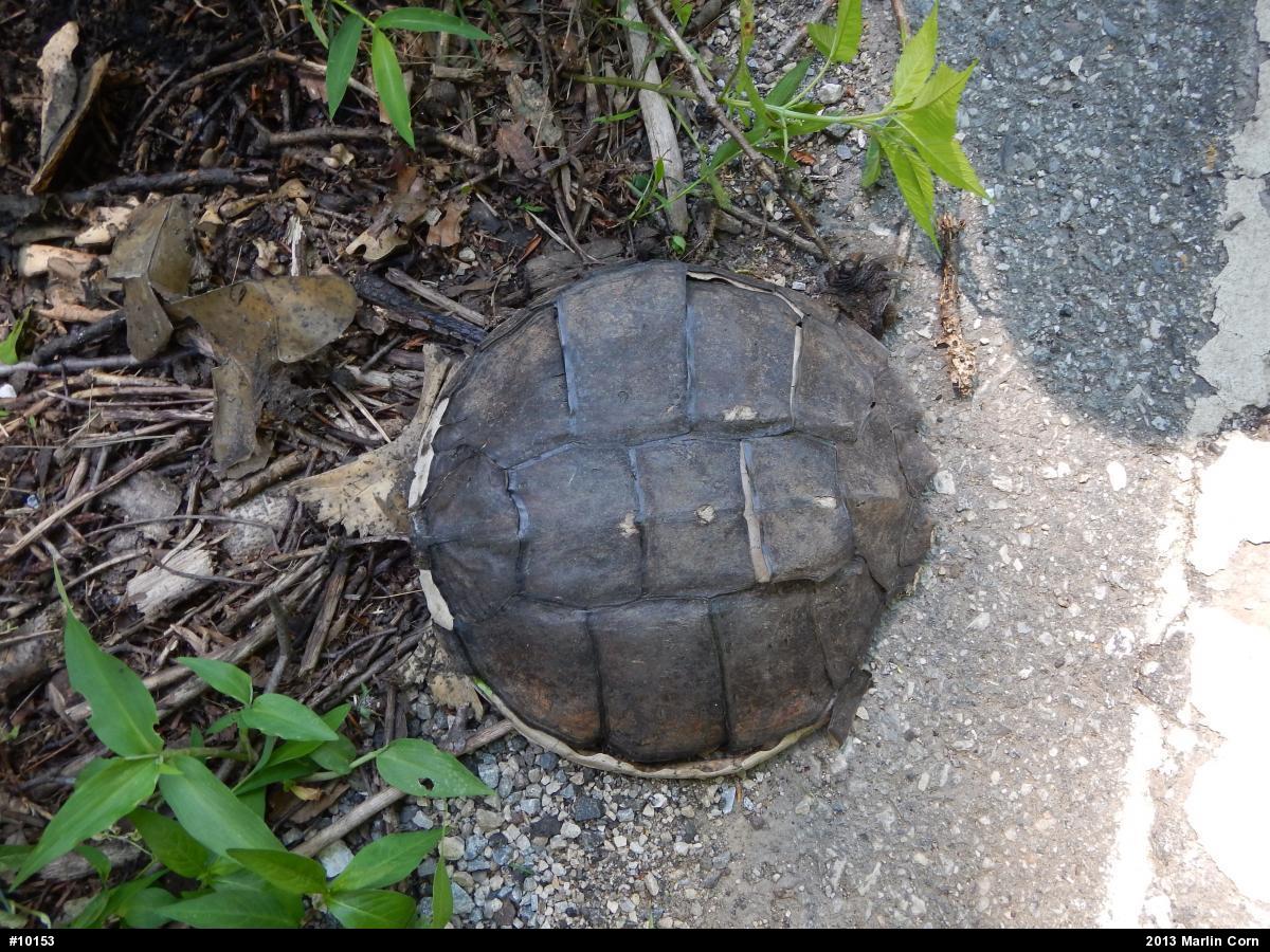 Snapping Turtle