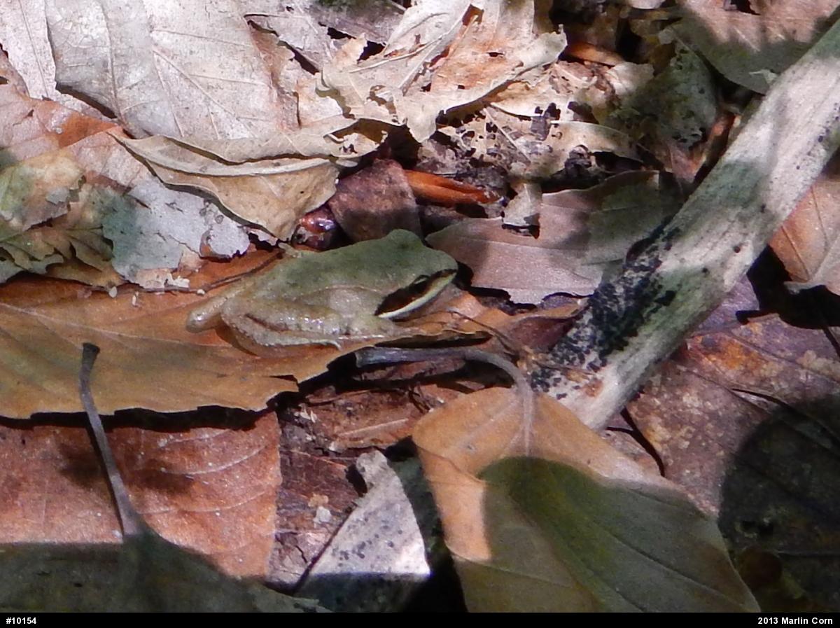Wood Frog