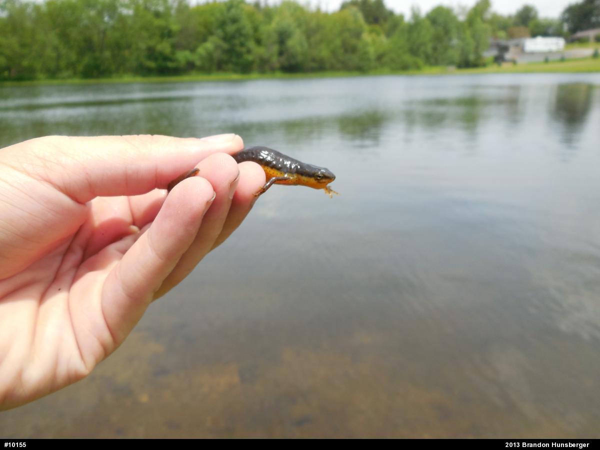 Red-spotted Newt