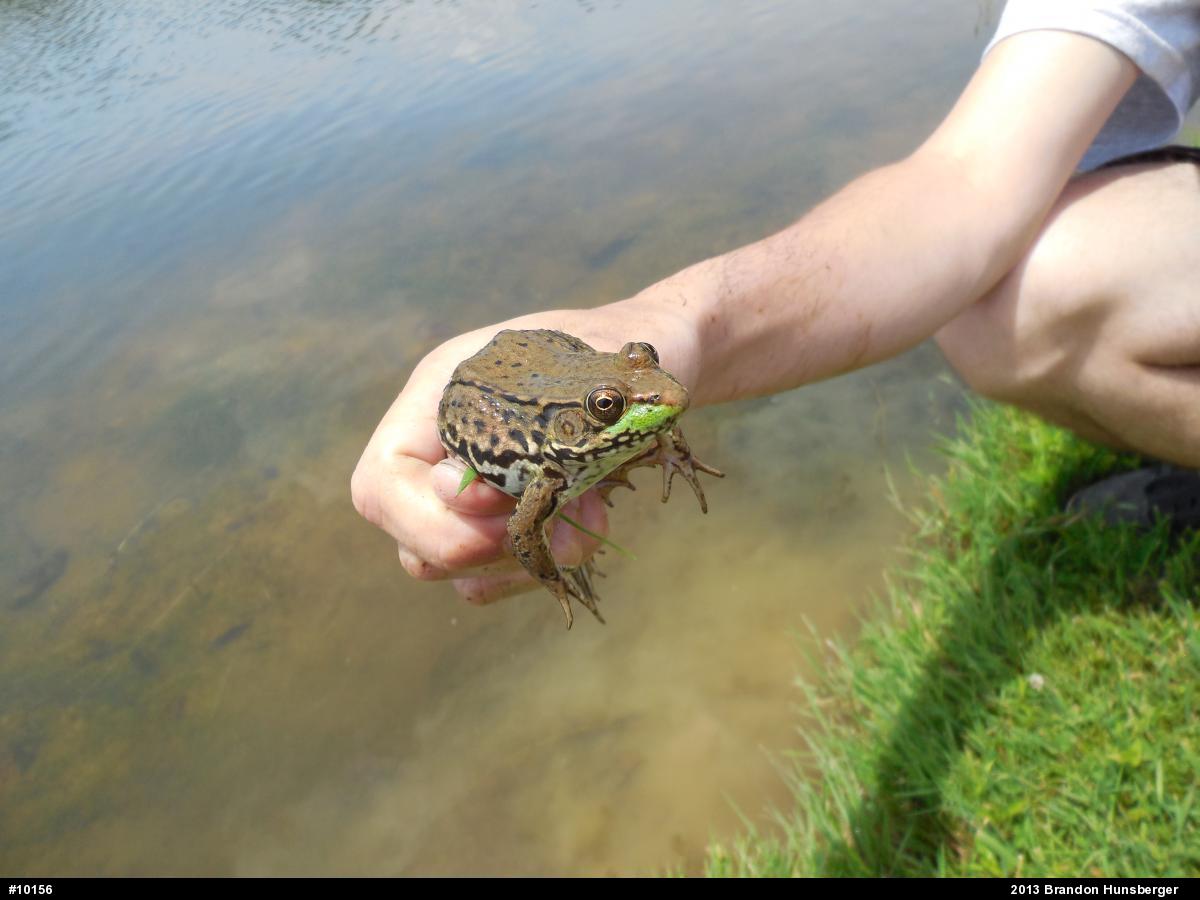 Green Frog