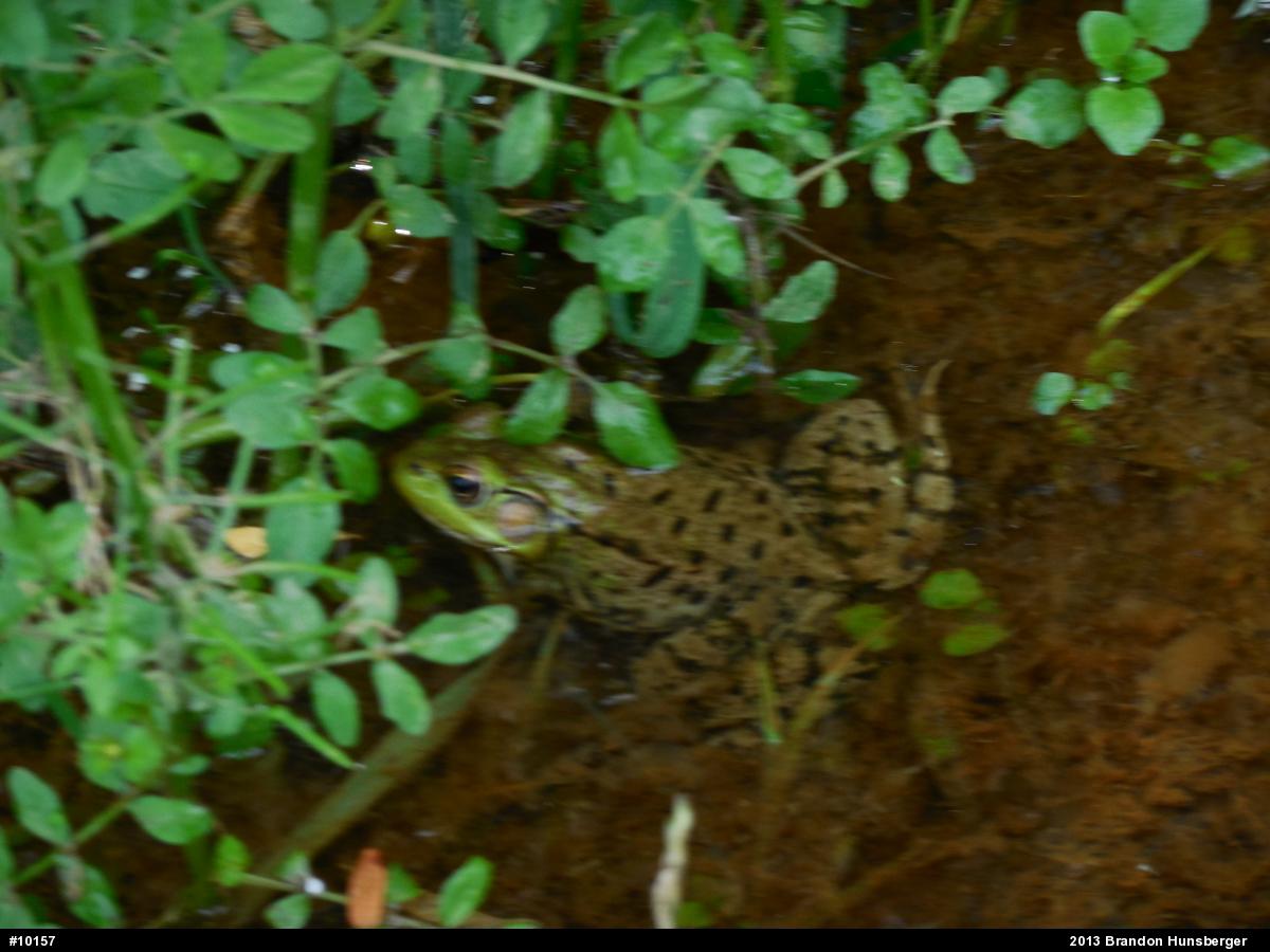 Green Frog