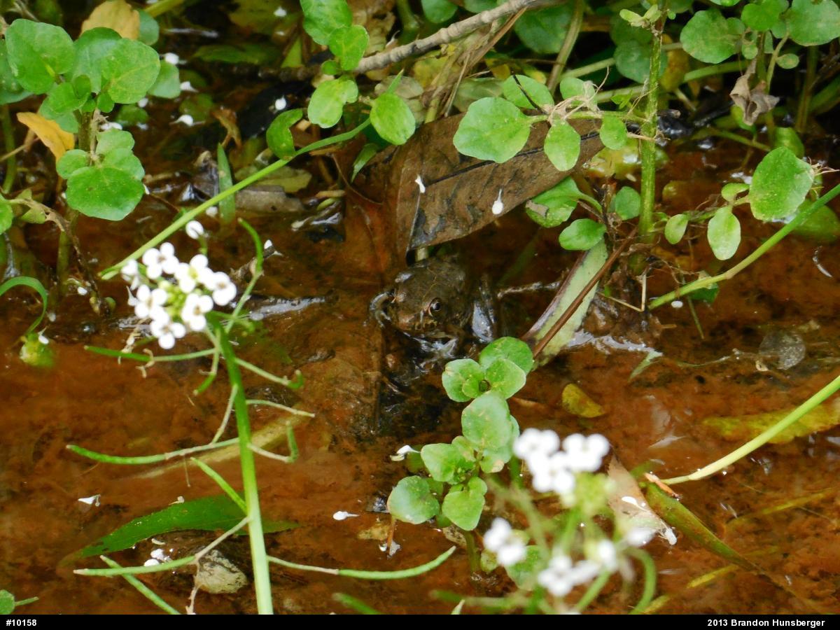 Green Frog
