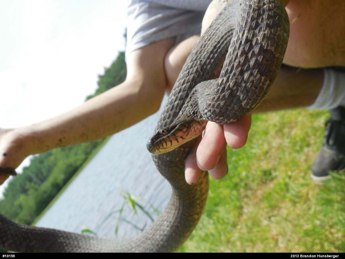 Northern Watersnake