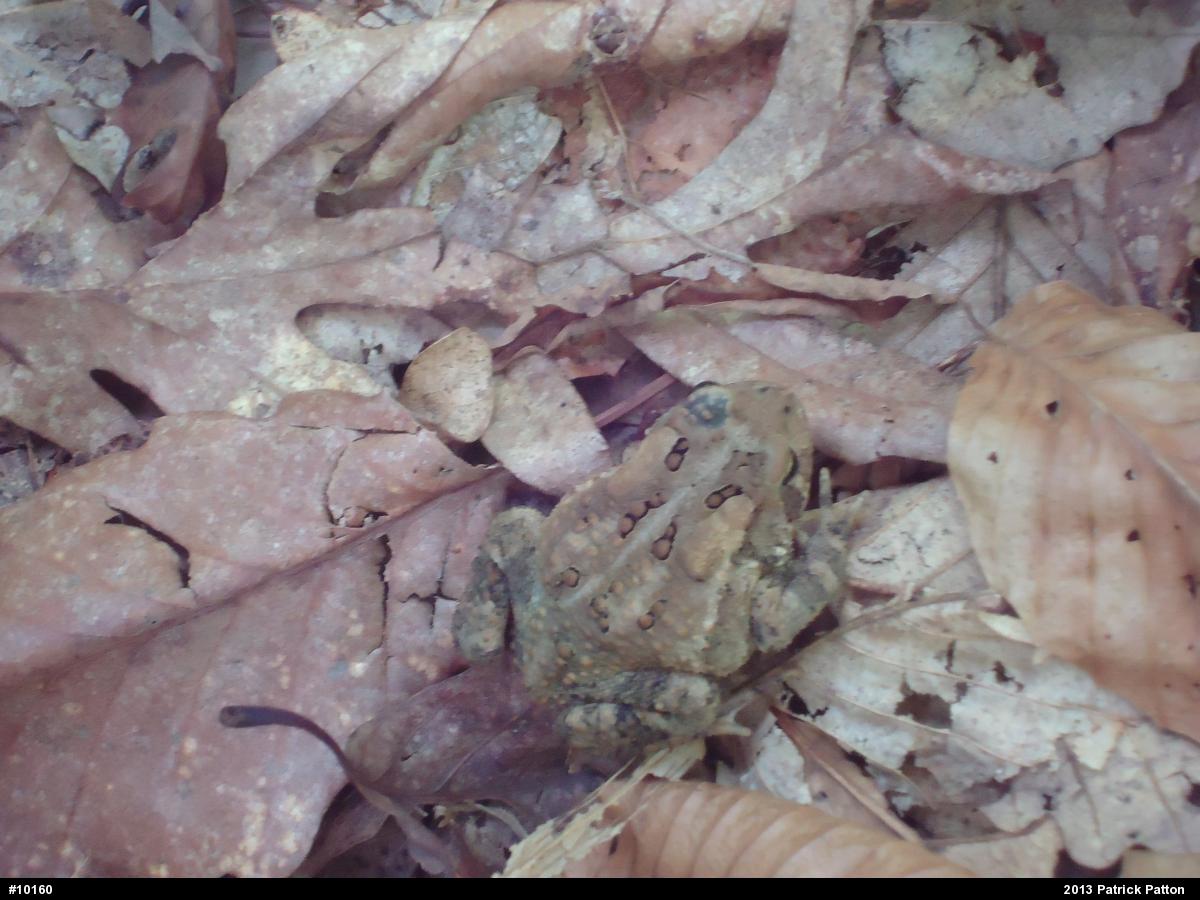 Eastern American Toad