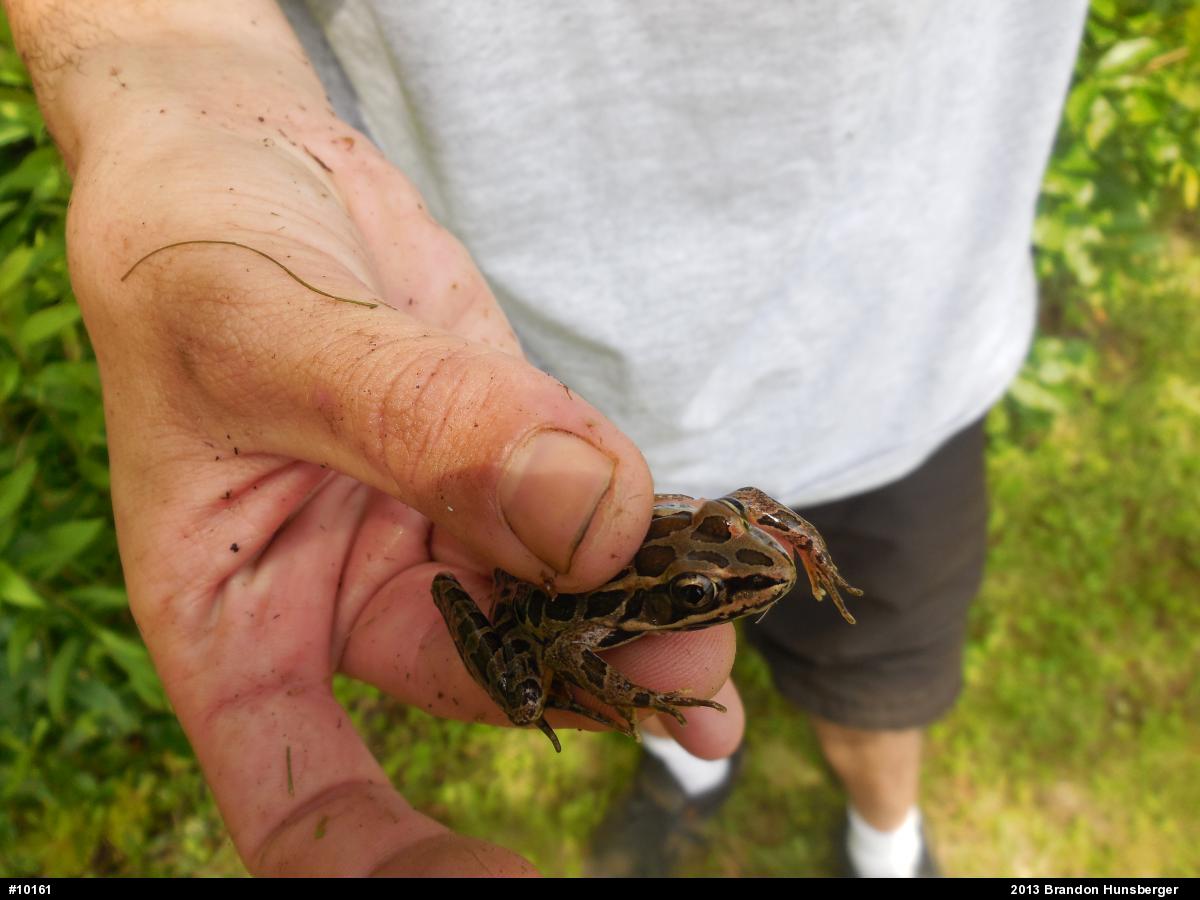 Pickerel Frog