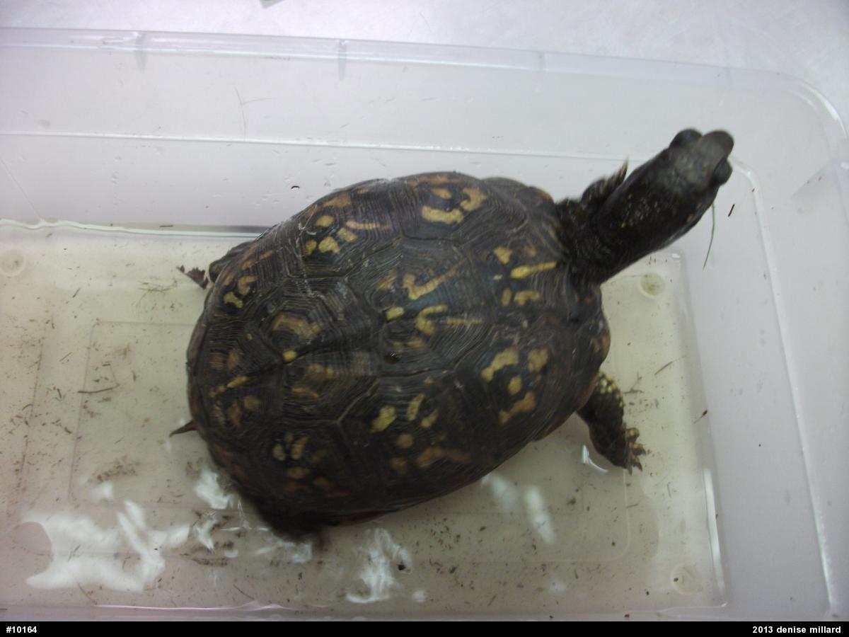 Eastern Box Turtle
