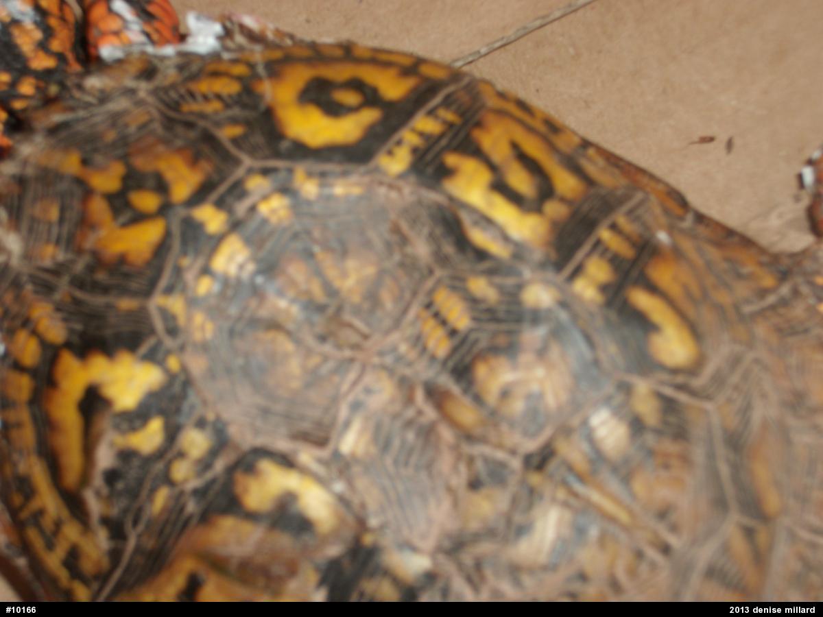 Eastern Box Turtle
