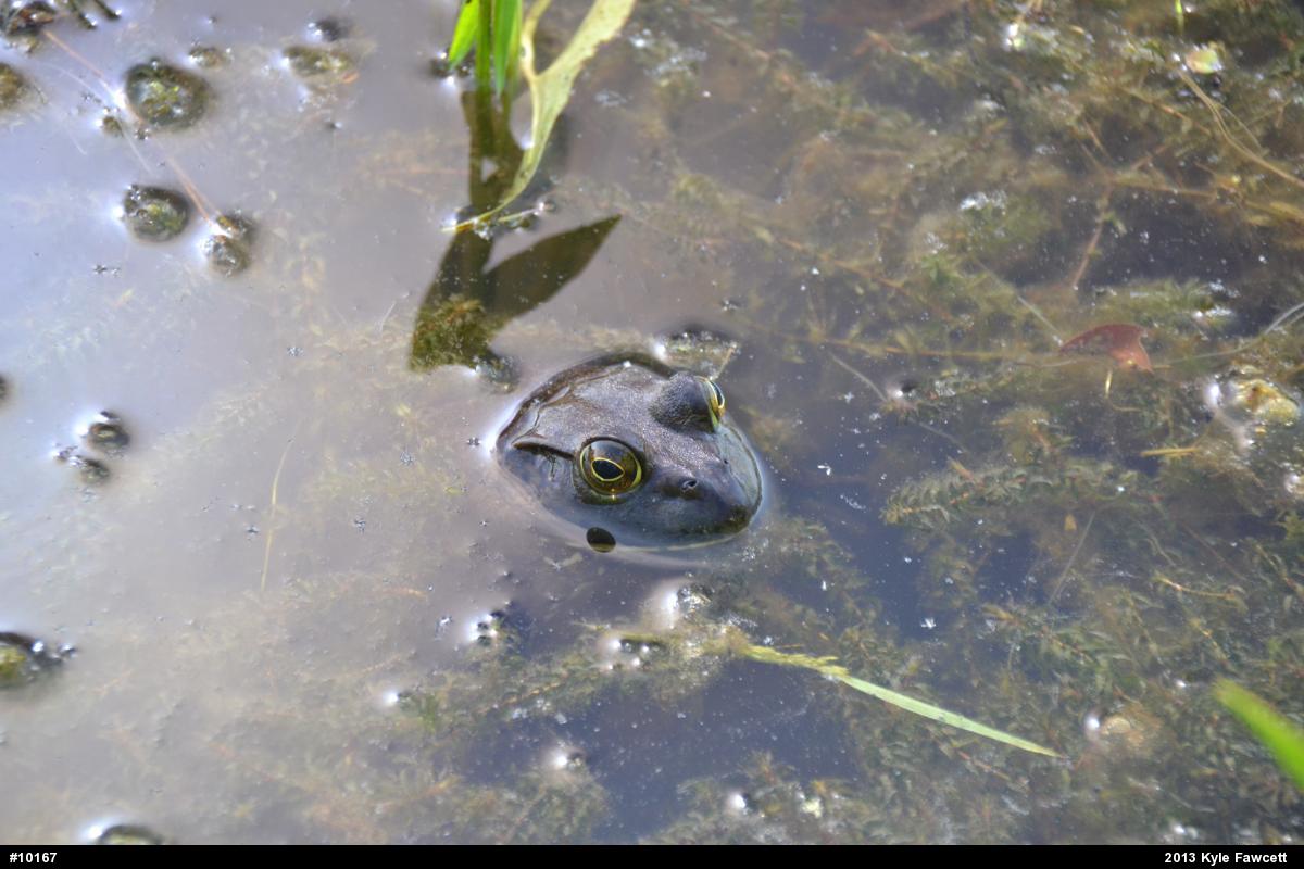 American Bullfrog