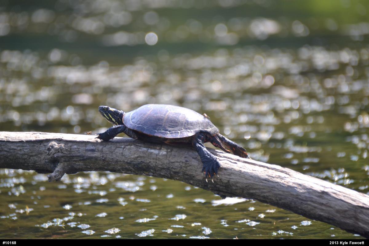 Eastern Painted Turtle