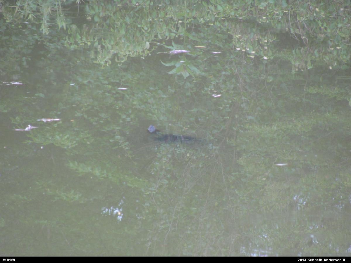 Snapping Turtle