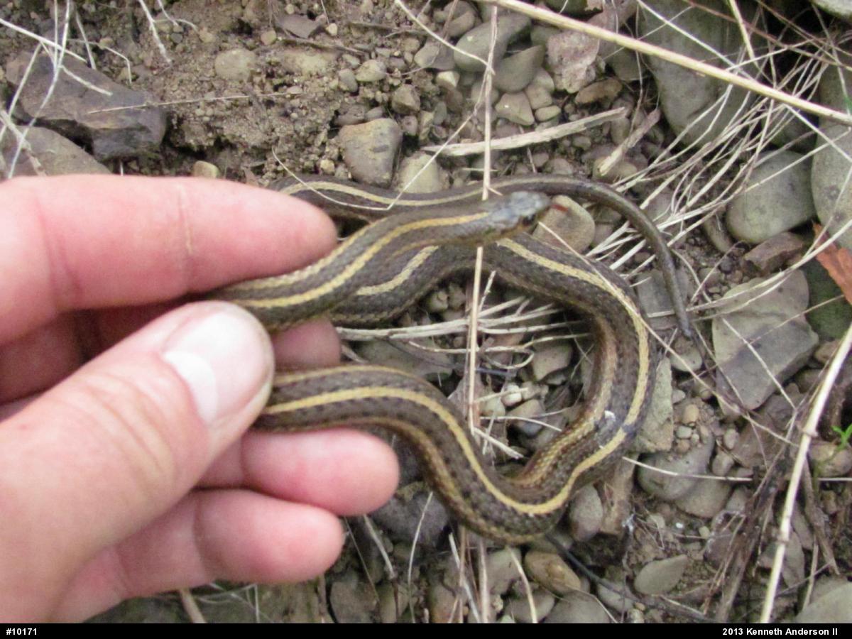 Shorthead Gartersnake