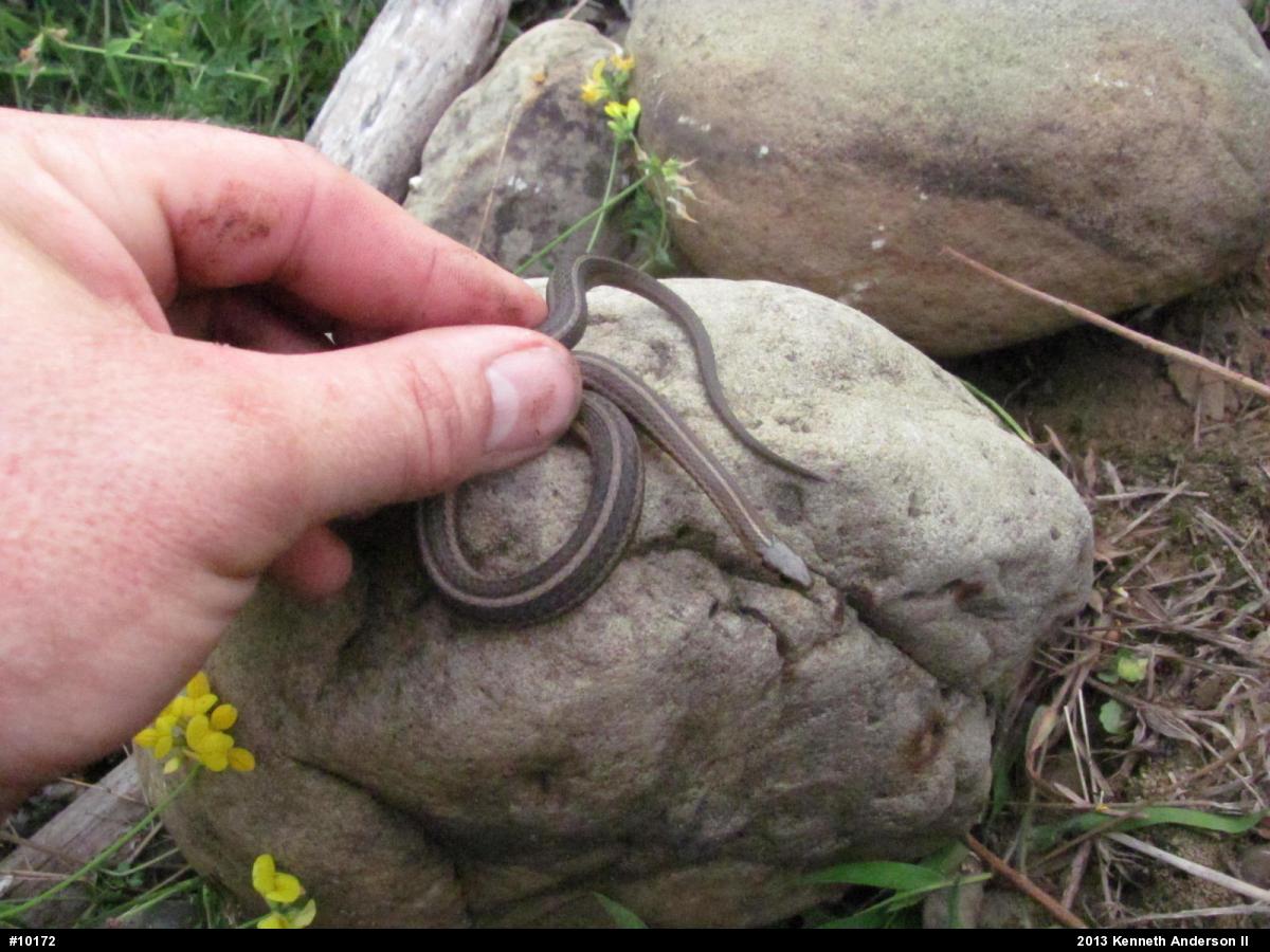 Shorthead Gartersnake