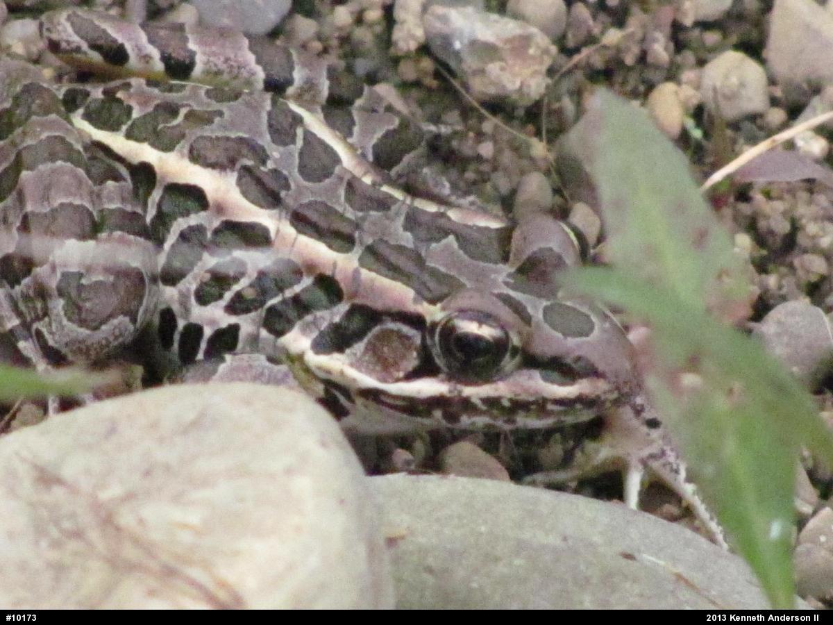 Pickerel Frog