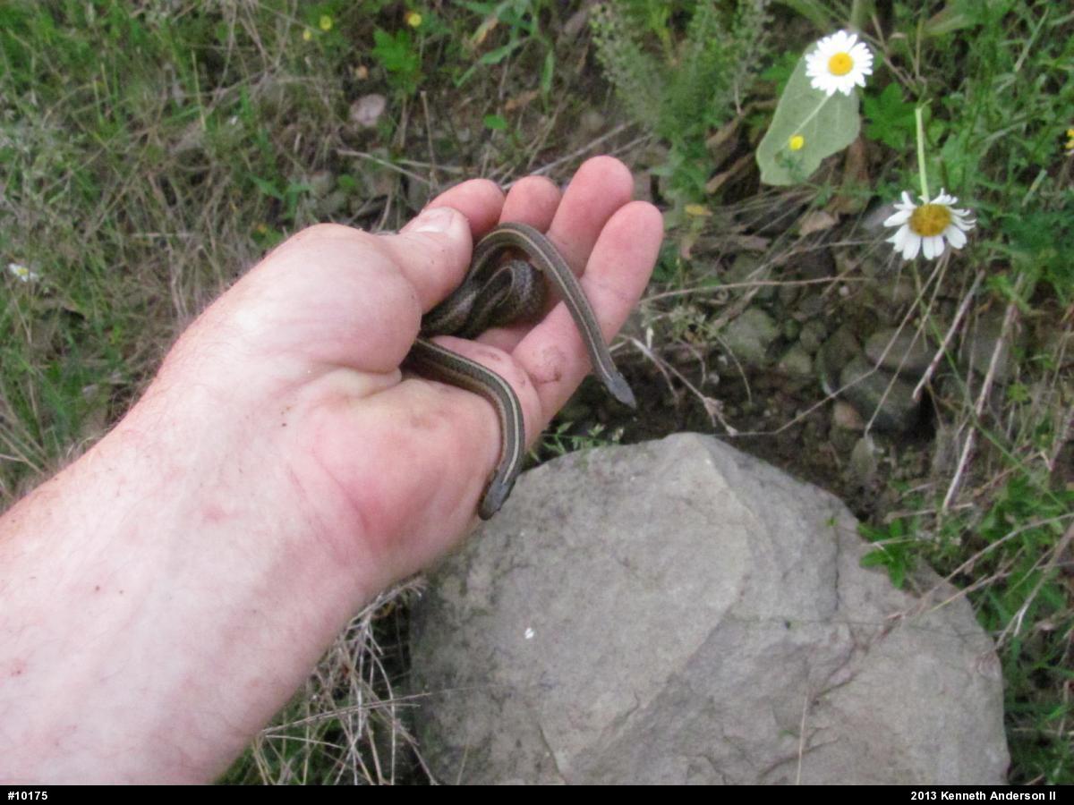 Shorthead Gartersnake