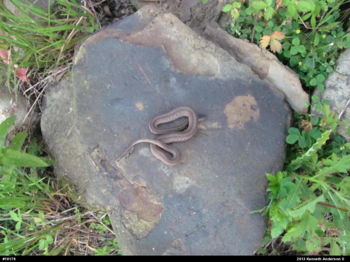 Dekay's Brownsnake