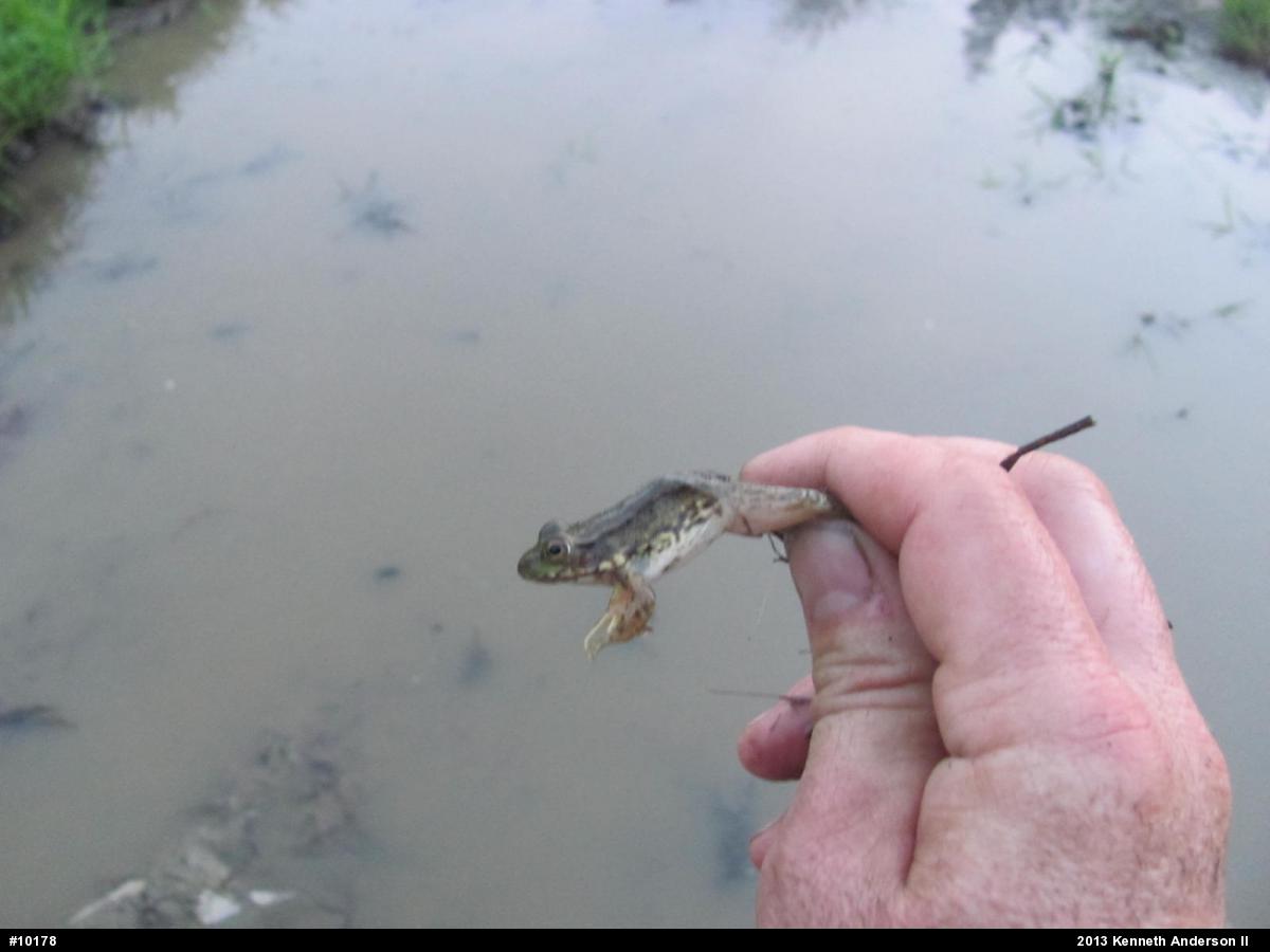Green Frog