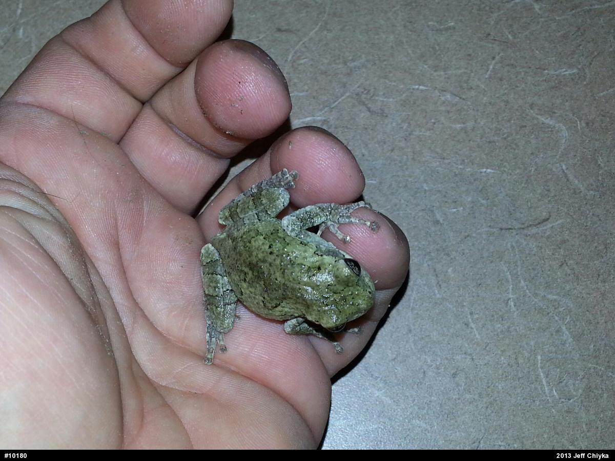 Gray Treefrog