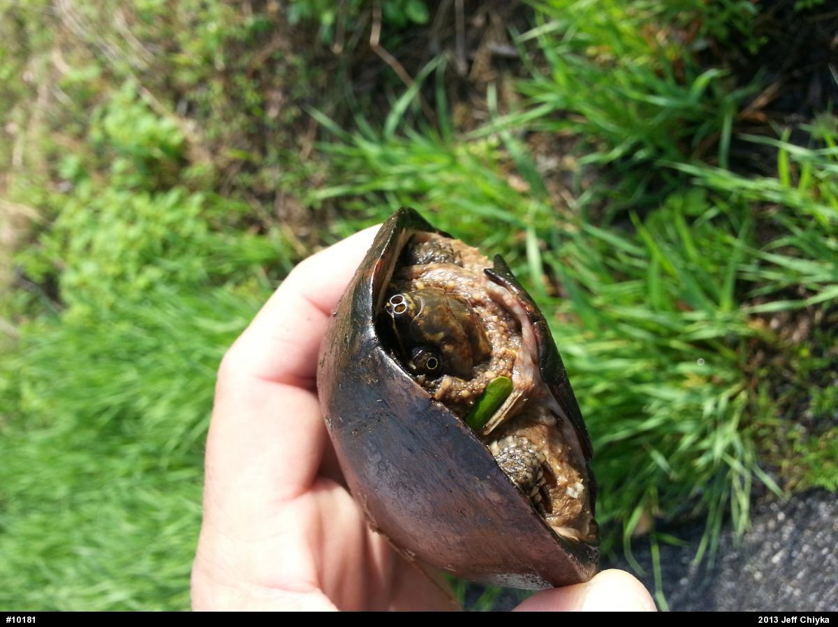 Eastern Musk Turtle