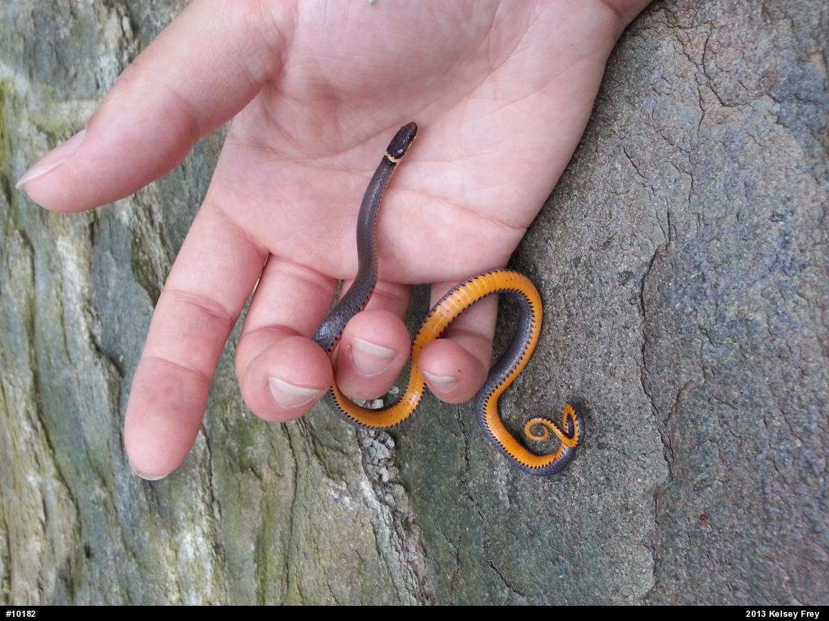 Northern Ring-necked Snake