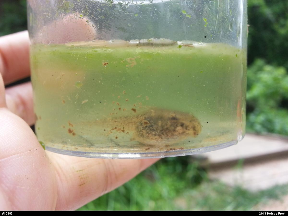 Green Frog