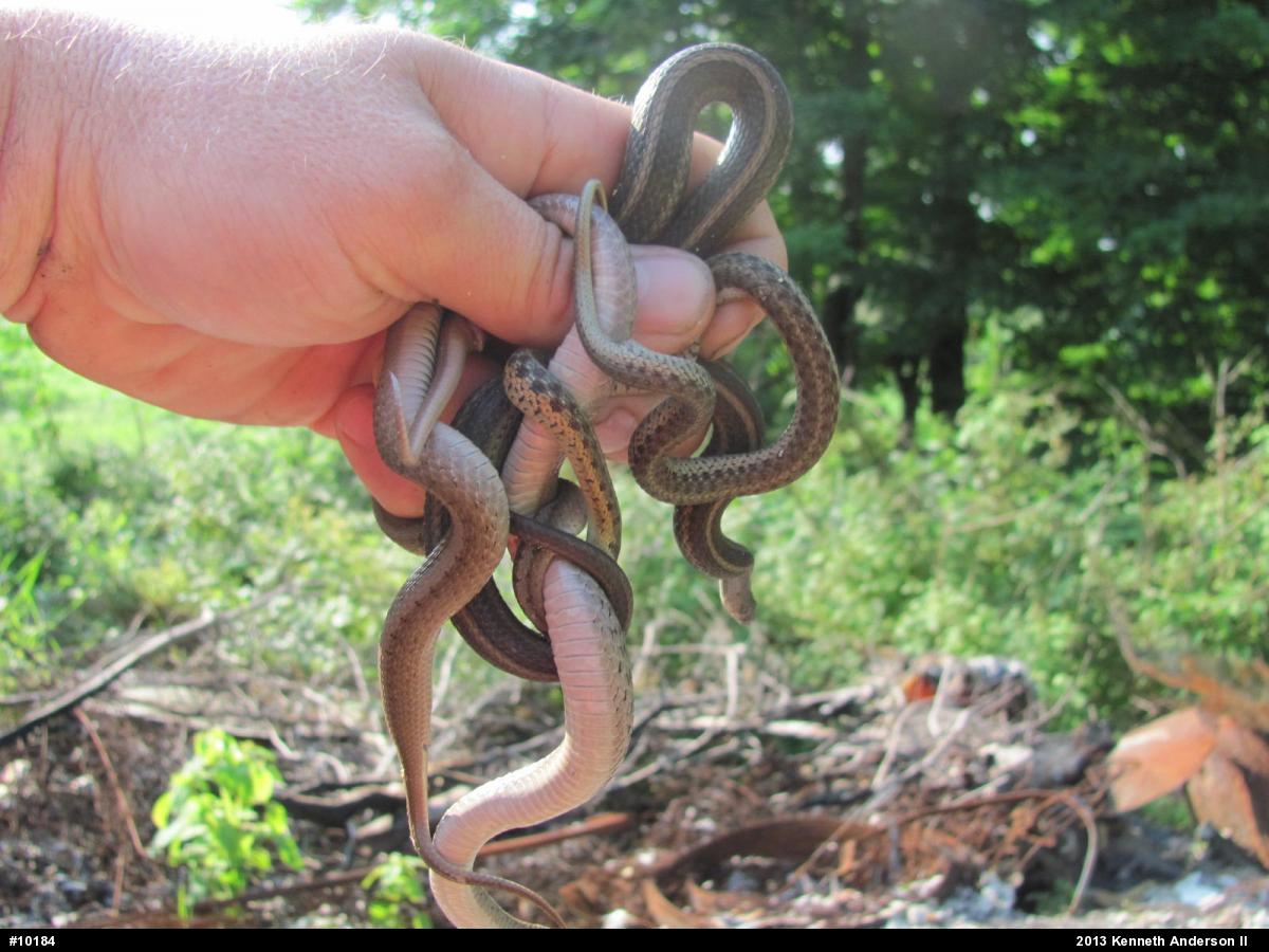 Dekay's Brownsnake